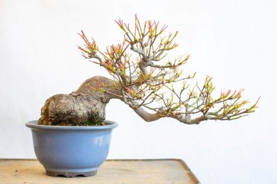 修剪盆景叶子后