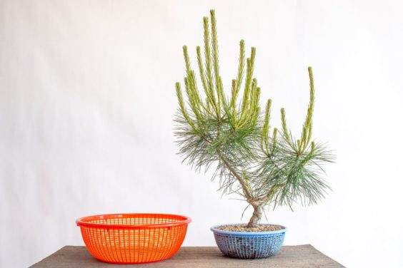 红松盆景在6寸漏勺