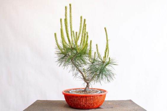 将滤锅嵌入较大的滤锅内后