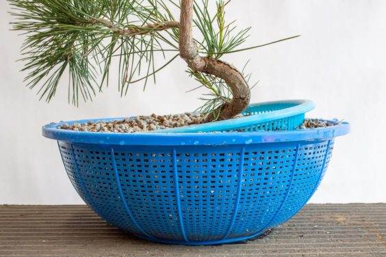 对树木盆景翻盘的另一种方法