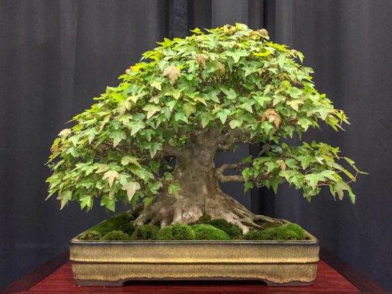 美国盆景协会在伊利诺伊州举办盆景门户网站