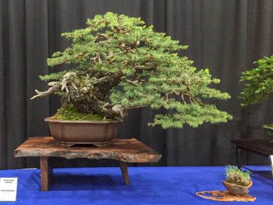 美国盆景协会在伊利诺伊州举办盆景门户网站