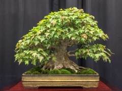 美国盆景协会在伊利诺伊州举办盆景门户网站