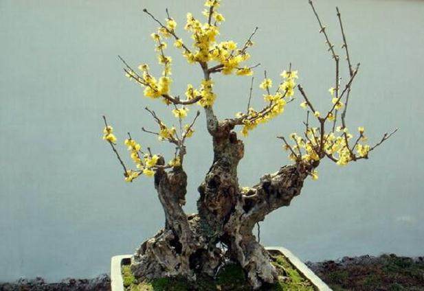 腊梅盆景的修剪季节