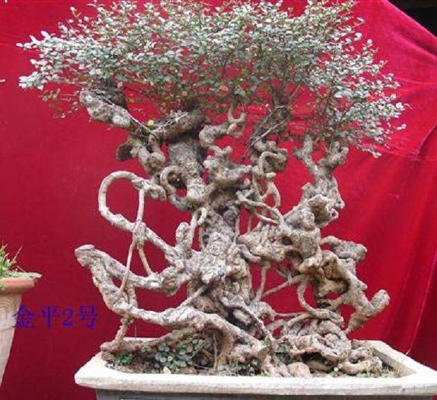 一盆黄杨盆景 买家曾出价45万元 他都没卖