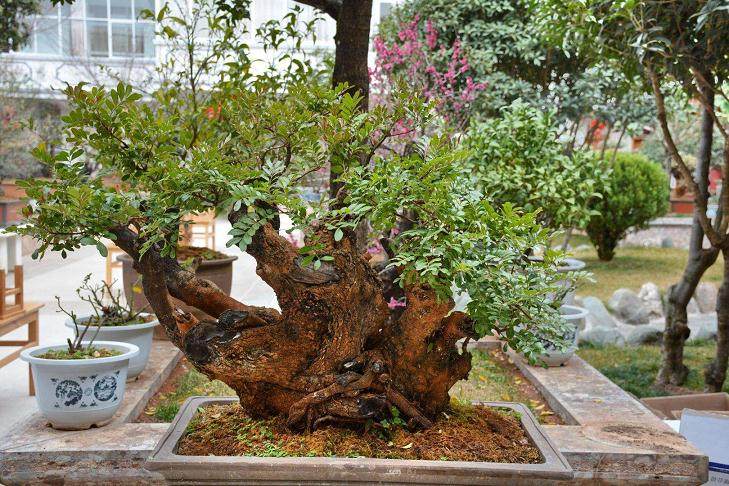 一盆黄杨盆景 买家曾出价45万元 他都没卖