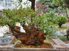 一盆黄杨盆景 买家曾出价45万元 他都没卖