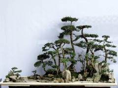 成都投入的80万元资金扶持川派盆景产业园