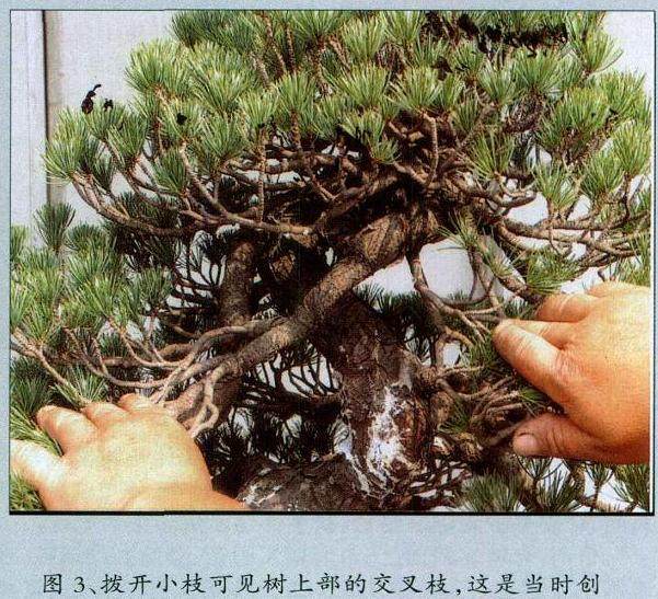 图解 黄敖训对五针松盆景怎么制作的过程