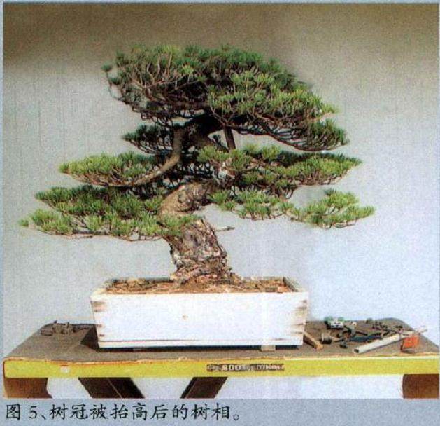 图解 黄敖训对五针松盆景怎么制作的过程