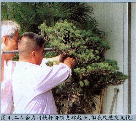 图解 黄敖训对五针松盆景怎么制作的过程