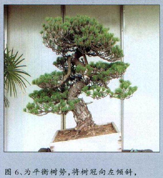 图解 黄敖训对五针松盆景怎么制作的过程