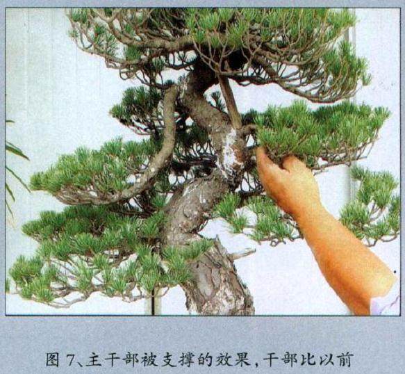 图解 黄敖训对五针松盆景怎么制作的过程
