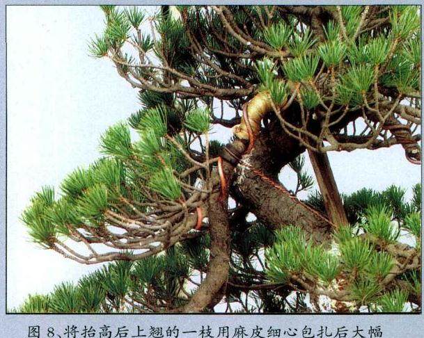 图解 黄敖训对五针松盆景怎么制作的过程