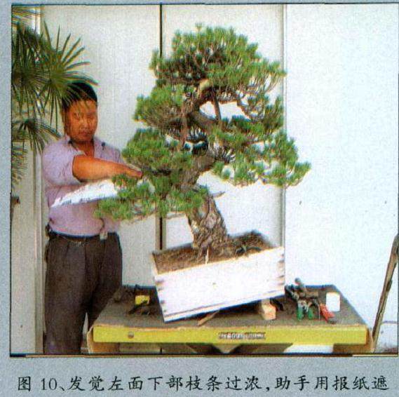 图解 黄敖训对五针松盆景怎么制作的过程