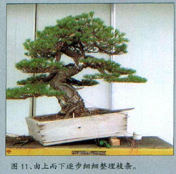 图解 黄敖训对五针松盆景怎么制作的过程