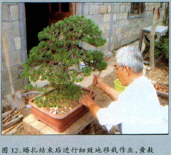 图解 黄敖训对五针松盆景怎么制作的过程