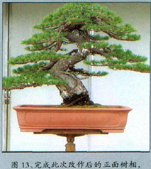 图解 黄敖训对五针松盆景怎么制作的过程