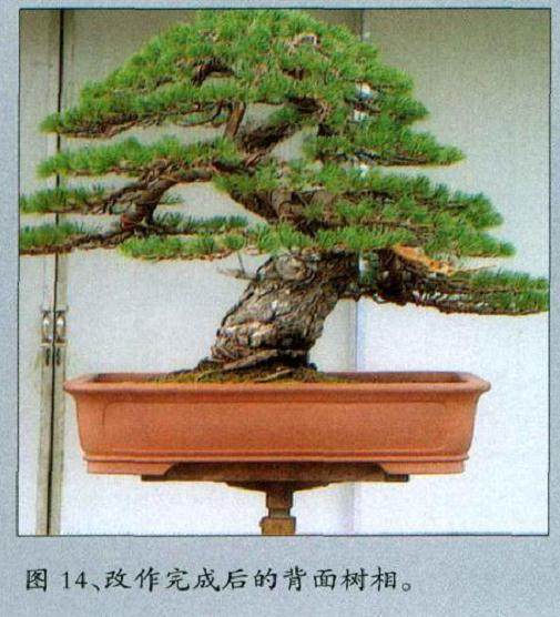 图解 黄敖训对五针松盆景怎么制作的过程