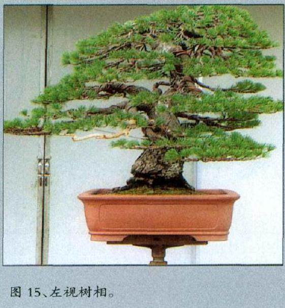 图解 黄敖训对五针松盆景怎么制作的过程