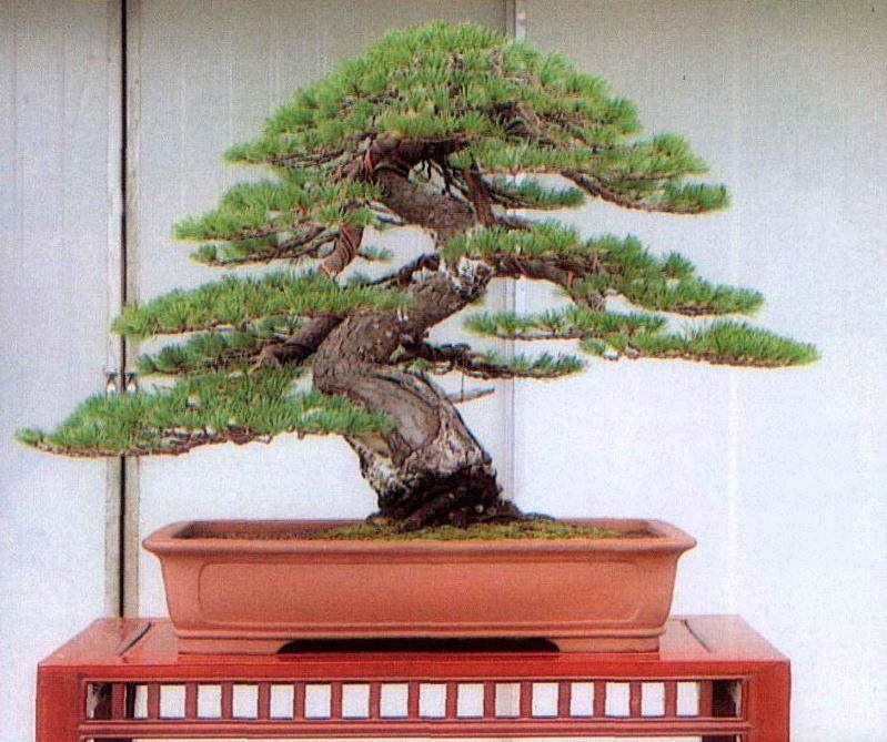 图解 黄敖训对五针松盆景怎么制作的过程