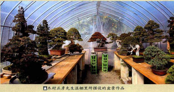 中日盆景友好访问团赴日本进行了为期一周的参观