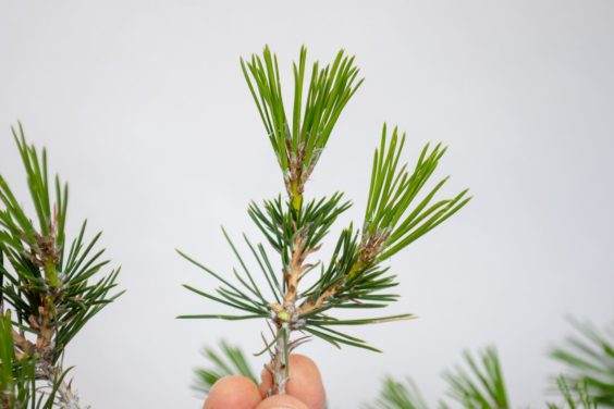 修剪较小的盆景后