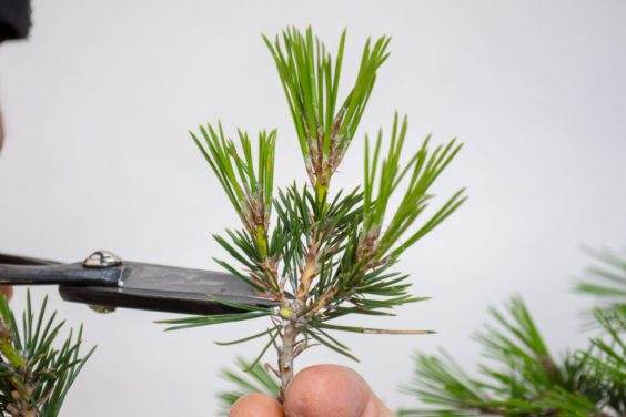 选择要修剪的盆景