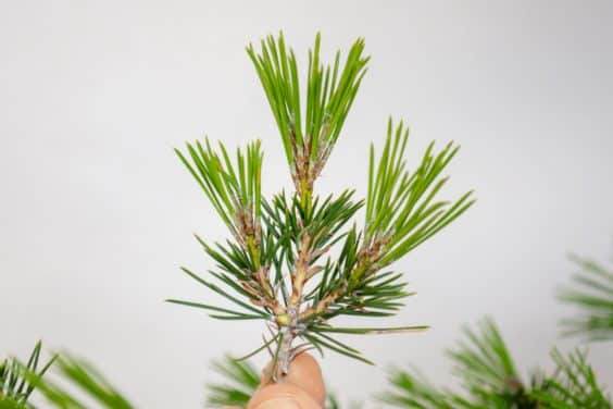 分支与三个春季盆景枝条