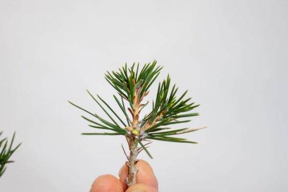 图解 老外在春季对黑松盆景的修剪工作