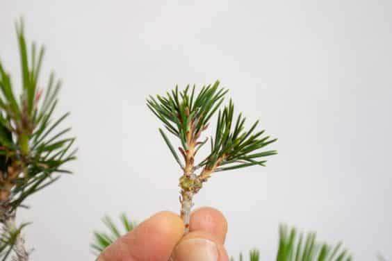 图解 老外在春季对黑松盆景的修剪工作