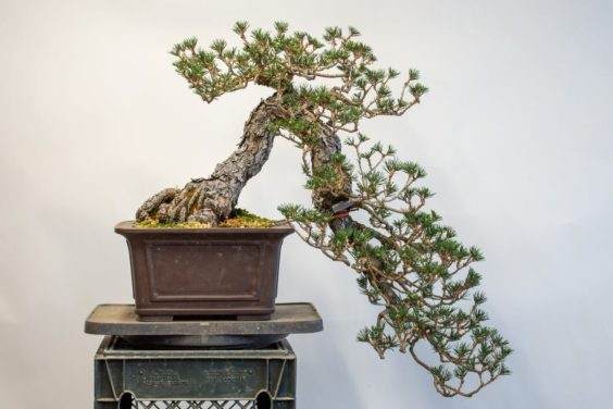 图解 老外在春季对黑松盆景的修剪工作