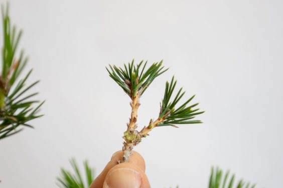 修剪几个一岁盆景的针后