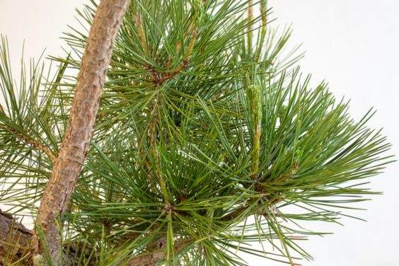 健康的黑松叶子