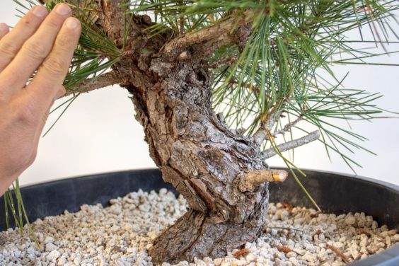 如何养护刚挖的黑松盆景?