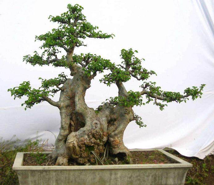 盆景造型时,枝片配置怎样才能做到错落有致?