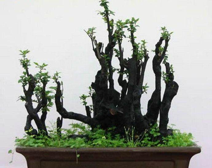 要提高野外采挖盆景树桩的成活率 应采取哪些措施？