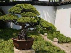 中国盆景精品大奖赛评比工作