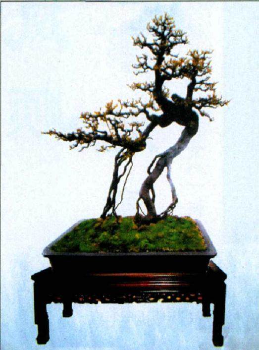 张华江先生的《雀梅》盆景