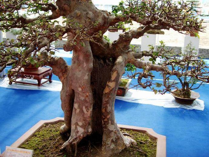 泰州举办拥军爱民迎新春精品盆景展