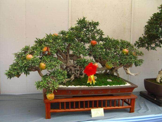 湖北崇阳县花木盆景协会召开理事会