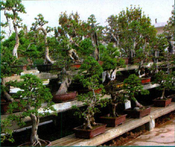 快速发展中的陕西博达盆景租赁