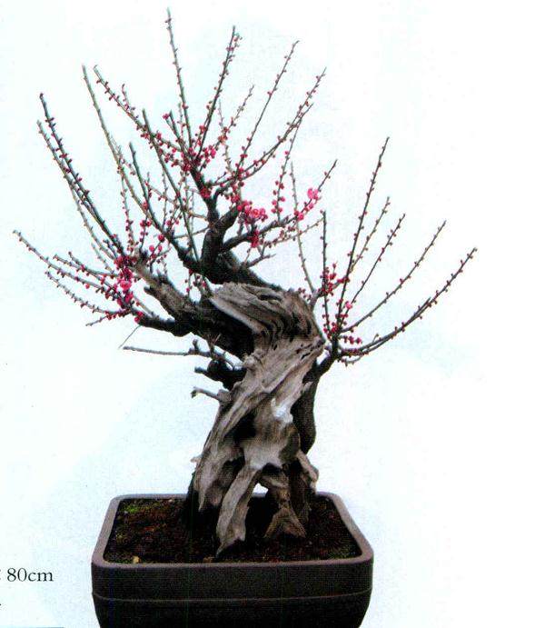 梅花盆景的病虫害防治要注意这5个方面