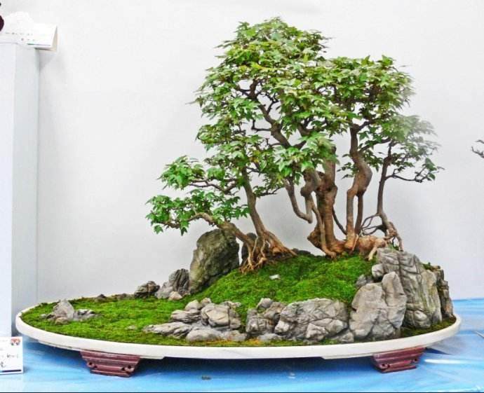 水旱盆景的布局式样 常见的有以下几种