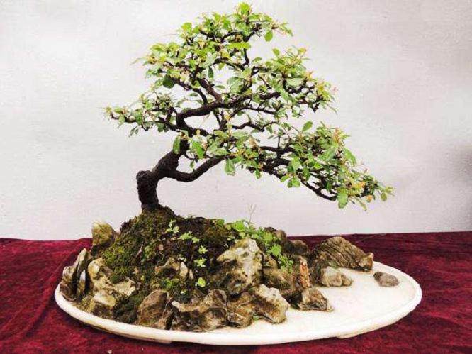 中国水旱盆景的发展历史