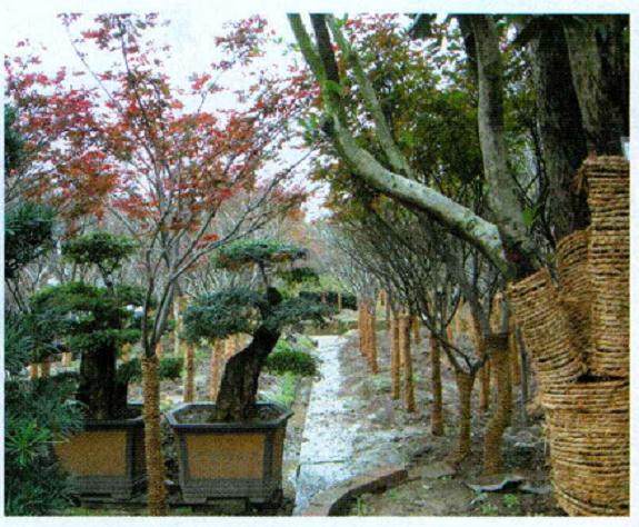 浙江花木盆景业者入驻海峡两岸盆景大世界