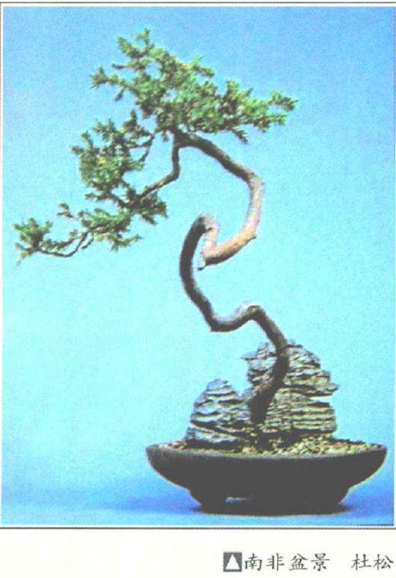 舍利干是中国盆景发展历程中一圈不清晰的年轮