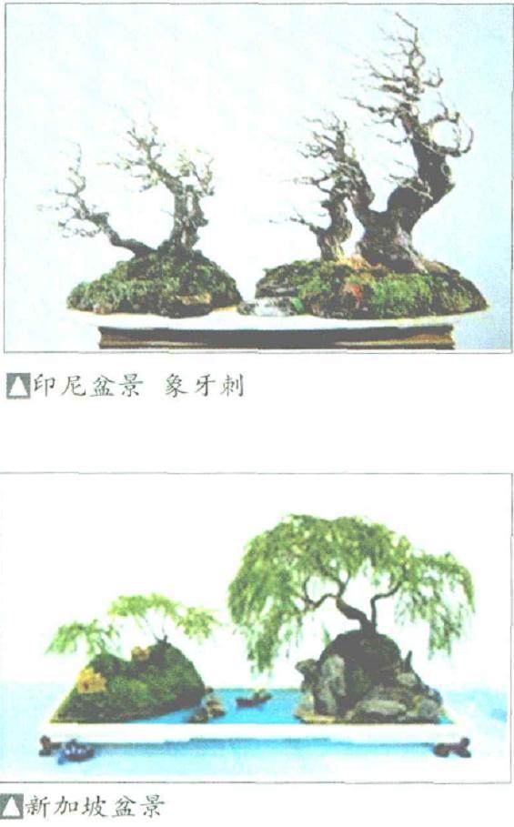 舍利干是中国盆景发展历程中一圈不清晰的年轮