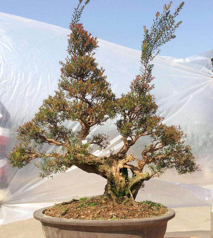 赤楠盆景缩枝的控制