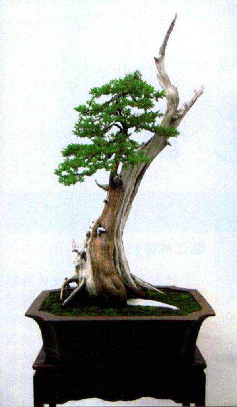 能不做舍利盆景的尽量不做 可做可不做的也最好不做